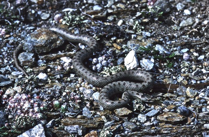 Coronella girondica